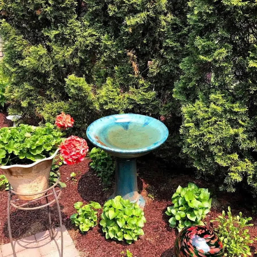 Watch the birds in the bird bath